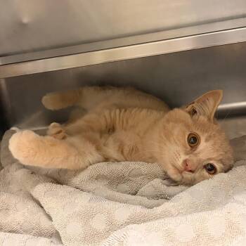 Gumball -  Domestic Short Hair Cat for Adoption in Bristol, Indiana - Gumball | PetCurious