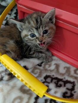 Rescue Domestic Short Hair Cats for Adoption in Rustburg, Virginia - Lavender - At Shelter | PetCurious