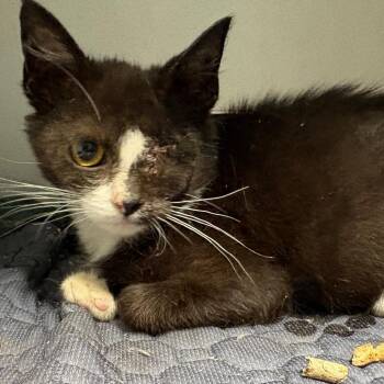 napoleon -  Domestic Short Hair Cat for Adoption in Fredericksburg, Virginia - Napoleon | PetCurious