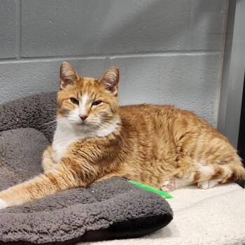 Domestic Short Hair Cats Available for Adoption in Kalamazoo, Michigan - GARFIELD | PetCurious