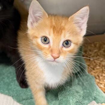 Domestic Short Hair Cats Available for Adoption in Troy, Virginia - Joshua Tree | PetCurious