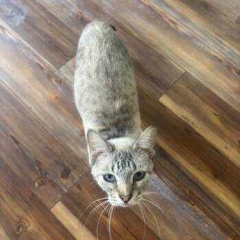 Jewels -  Domestic Short Hair Cat for Adoption in Midland, Texas - Jewels | PetCurious