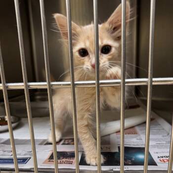 Sunny -  Domestic Short Hair Cat for Adoption in Winston-salem, North Carolina - Sunny | PetCurious