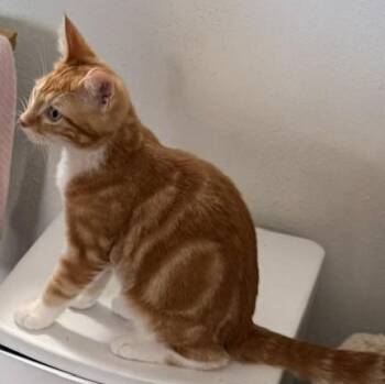 Boots — A Handsome Boy with Fabulous White Boots -  Domestic Short Hair Cat for Adoption in Prescott, Arizona - Boots — A Handsome Boy With Fabulous White Boots | PetCurious