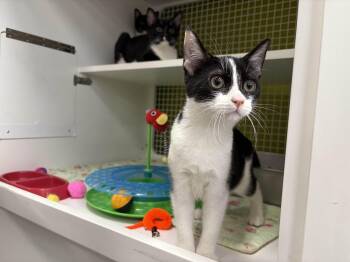Rescue Domestic Short Hair Cats for Adoption in La Canada Flintridge, California - Violet | PetCurious