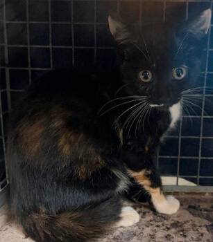 Royal -  Domestic Short Hair Cat for Adoption in Honolulu, Hawaii - Royal | PetCurious