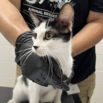 Scarlett -  Domestic Short Hair Cat for Adoption in Lufkin, Texas - Scarlett | PetCurious
