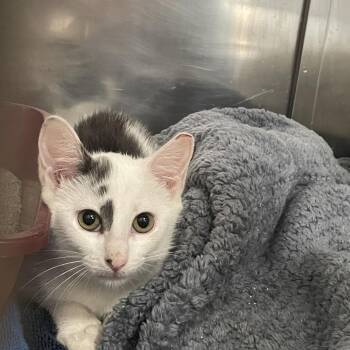 Sting -  Domestic Short Hair Cat for Adoption in New York, New York - Sting | PetCurious