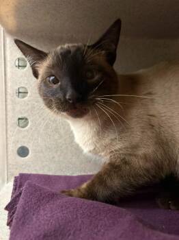 Frank -  Domestic Short Hair Cat for Adoption in Gillette, Wyoming - Frank | PetCurious