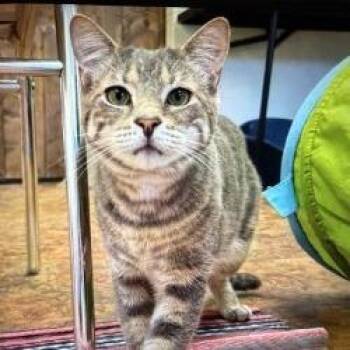Domestic Short Hair Cats Available for Adoption in Boston, Massachusetts - Chase | PetCurious