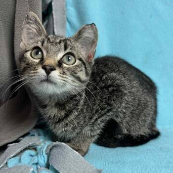 Rescue Domestic Short Hair Cats for Adoption in Waterloo, Iowa - Tator Tot Casserole | PetCurious