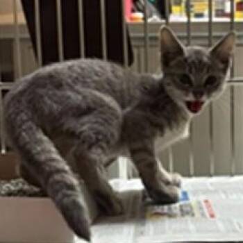 Heather A218288 -  Domestic Short Hair Cat for Adoption in Plano, Texas - Heather A218288 | PetCurious