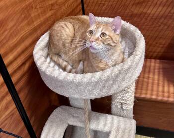 Benny -  Domestic Short Hair Cat for Adoption in Huntley, Illinois - Benny | PetCurious