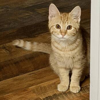 Domestic Short Hair Cats Available for Adoption in Tampa, Florida - O