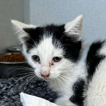 Firefly (26-2A-1) -  Domestic Short Hair Cat for Adoption in Rifle, Colorado - Firefly (26-2A-1) | PetCurious