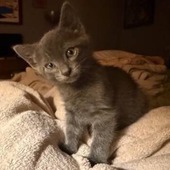 Domestic Short Hair and American Bobtail Cats Available for Adoption in Pearland, Texas - The Situation | PetCurious