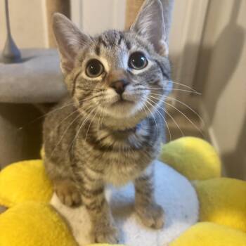 Domestic Short Hair Cats Available for Adoption in Richmond, Virginia - Swords | PetCurious