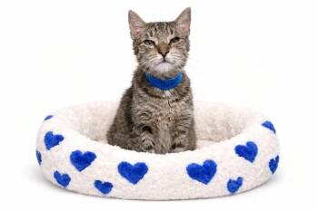 Domestic Short Hair Cats Available for Adoption - PAOLO | PetCurious