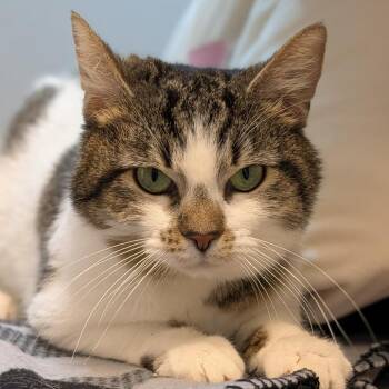 Domestic Short Hair Cats Available for Adoption in Pittsburgh, Pennsylvania - Lolly | PetCurious
