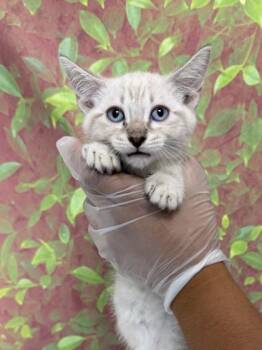 Alani -  Domestic Short Hair Cat for Adoption in San Antonio, Texas - Alani | PetCurious