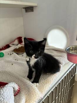 Domestic Short Hair Cats Available for Adoption in Marietta, Georgia - Boots | PetCurious