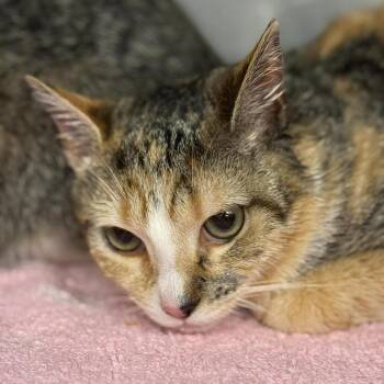 Domestic Short Hair Cats Available for Adoption in Martinsville, Virginia - Elenor | PetCurious