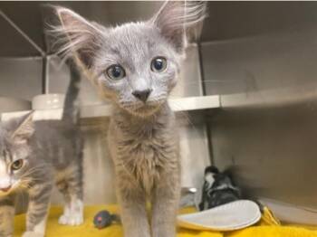 BONK -  Domestic Medium Hair Cat for Adoption in Fort Wayne, Indiana - BONK | PetCurious