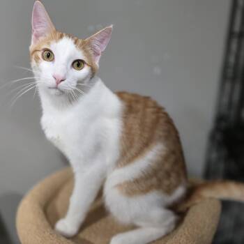 Rescue Domestic Short Hair Cats for Adoption in Mastic, New York - Kairo | PetCurious