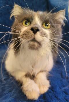 Shadow -  Domestic Long Hair Cat Available for Adoption in Lauderdale, Minnesota - Shadow | PetCurious