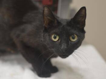 March -  Domestic Short Hair Cat for Adoption in Portland, Oregon - March | PetCurious