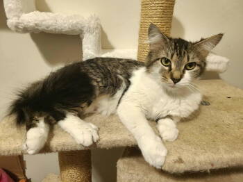 Rescue Domestic Medium Hair Cats for Adoption - Georgiana | PetCurious