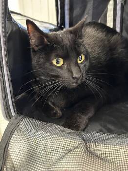 Domestic Short Hair Cats Available for Adoption in Ontario, California - Pepper | PetCurious
