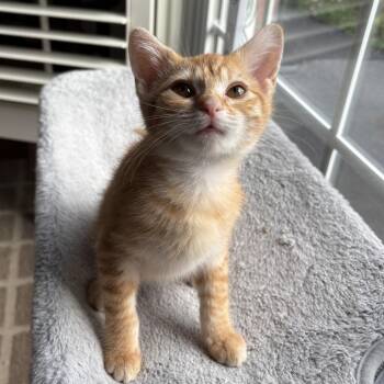 Luke -  Domestic Short Hair Cat Available for Adoption in La Grange, Kentucky - Luke | PetCurious