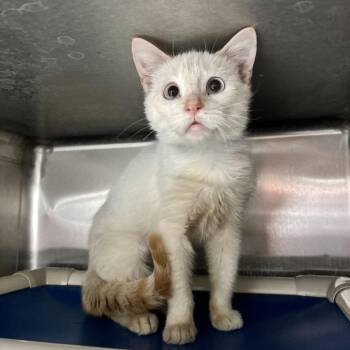 Domestic Short Hair Cats Available for Adoption in Carencro, Louisiana - Glass Wing Butterfly | PetCurious