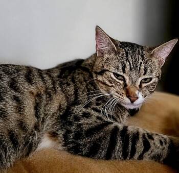 Midas -  Tabby Cat Available for Adoption in Fresno, California - Midas | PetCurious