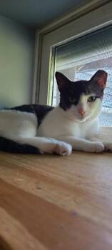 Squirrely -  Domestic Short Hair Cat for Adoption in Pawtucket, Rhode Island - Squirrely | PetCurious