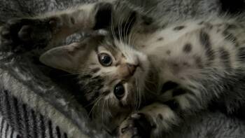 Primrose(Prim) -  Domestic Short Hair Cat for Adoption in Newborn, Georgia - Primrose(Prim) | PetCurious