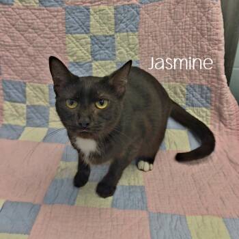 Jasmine -  Domestic Short Hair Cat for Adoption in Parkersburg, West Virginia - Jasmine | PetCurious