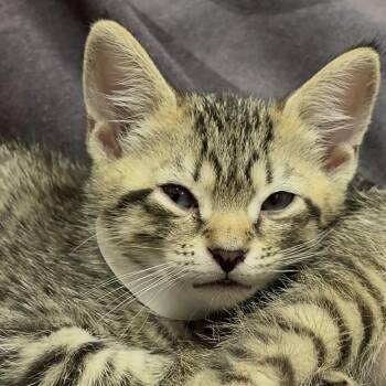 Drax -  Domestic Short Hair Cat for Adoption in Middlebury, Vermont - Drax | PetCurious