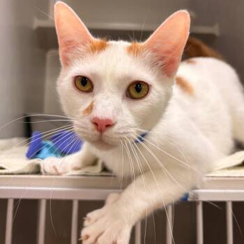 Bellini -  Domestic Short Hair Cat for Adoption in Fairport, New York - Bellini | PetCurious