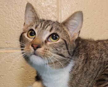 Tabby Cats Available for Adoption - Abby | PetCurious
