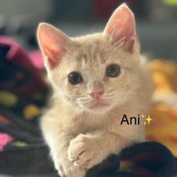 Domestic Short Hair Cats Available for Adoption in Plano, Texas - Ani | PetCurious