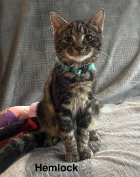 Hemlock -  American Shorthair Cat for Adoption in Massillon, Ohio - Hemlock | PetCurious