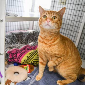 Domestic Short Hair Cats Available for Adoption in Trenton, New Jersey - Fuego | PetCurious