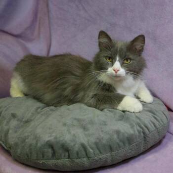 Domestic Medium Hair Cats Available for Adoption in Versailles, Kentucky - Valentina | PetCurious