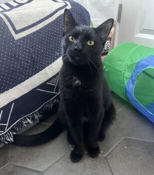 Sweet and mellow sibling pair Little Bear and Blueberry -  American Shorthair Cat Available for Adoption in Stamford, Connecticut - Sweet And Mellow Sibling Pair Little Bear And Blueberry | PetCurious