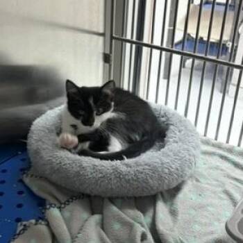 Poblano -  Domestic Short Hair Cat for Adoption in Allen, Texas - Poblano | PetCurious