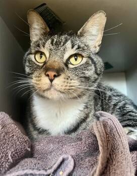 Rescue Domestic Short Hair Cats for Adoption in San Francisco, California - JACK-JACK | PetCurious