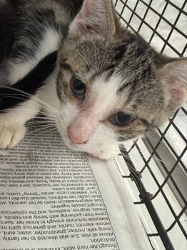 ZURI -  Domestic Short Hair Cat for Adoption in Fort Lauderdale, Florida - ZURI | PetCurious