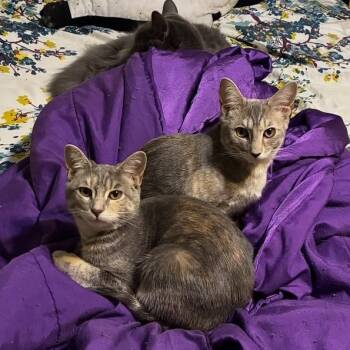 Rescue Domestic Short Hair Cats for Adoption in New York, New York - Everly | PetCurious